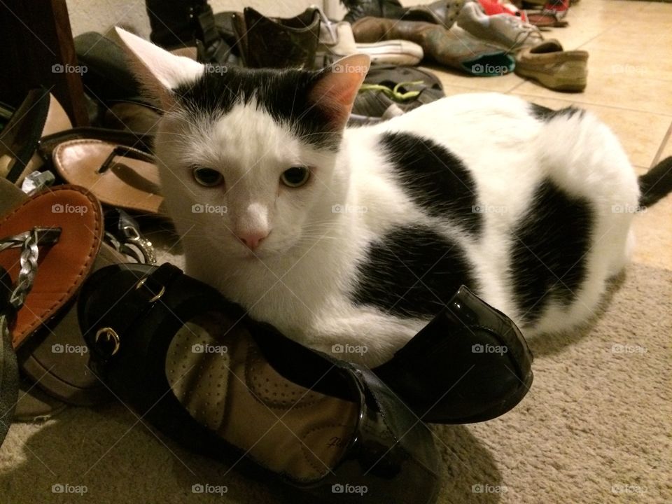 Cat with a shoe fetish. Shoes! So many to choose! He chose slip-ons....but just the one. 