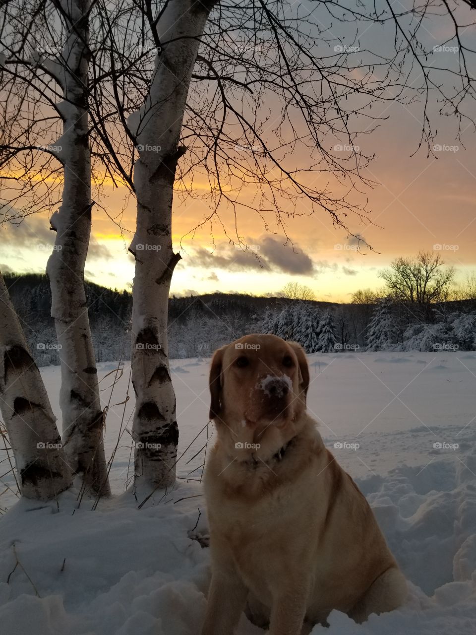 a dog enjoying a sunset under a young
 birch tree