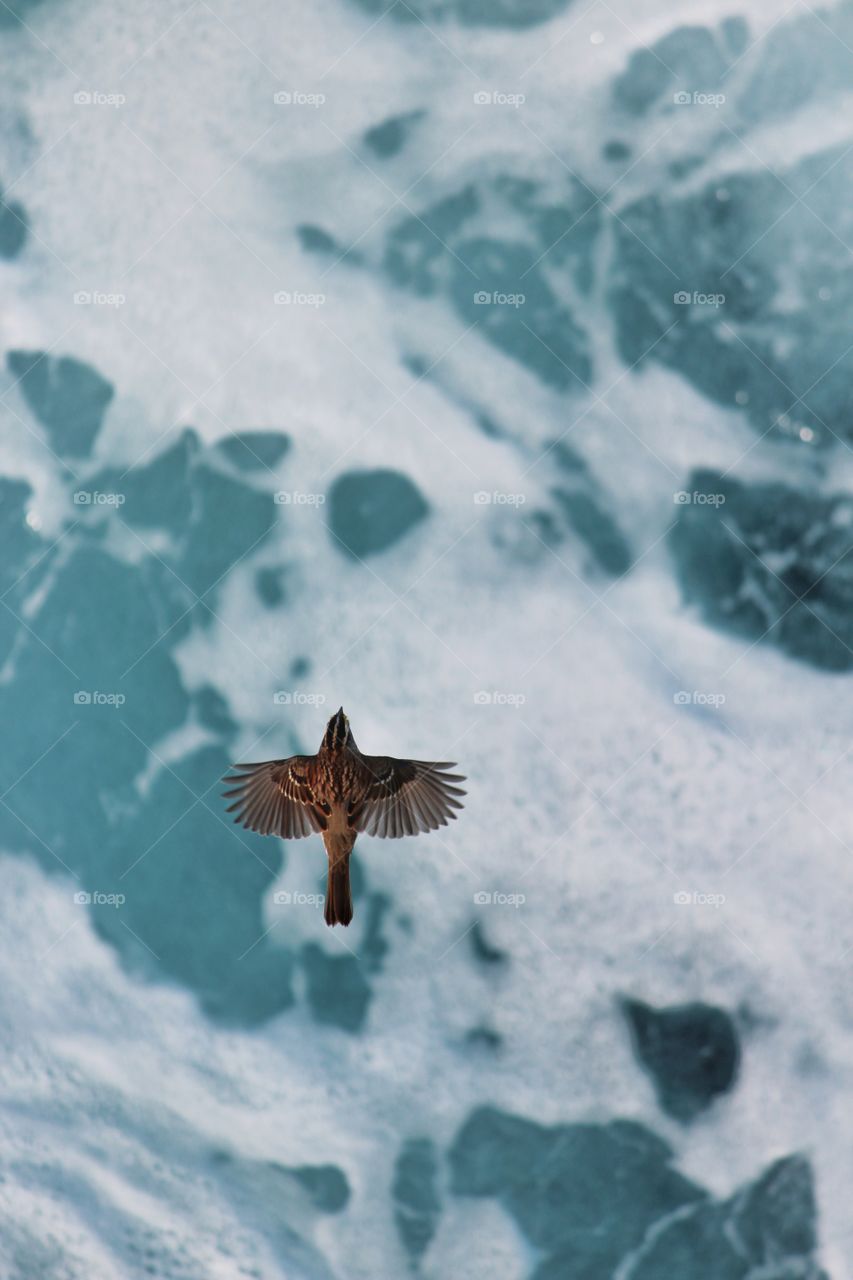 Bird Flying Alongside a Cruise Ship in the Atlantic Ocean