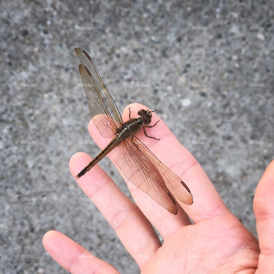 Dragonfly Resting on a Hand
