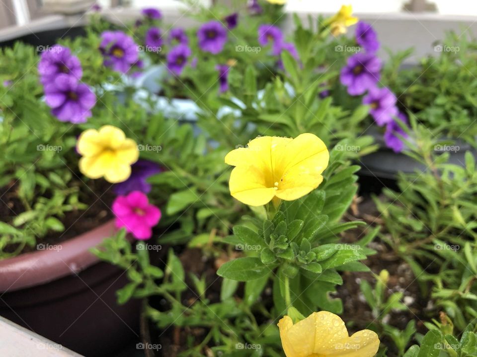 Petunias 