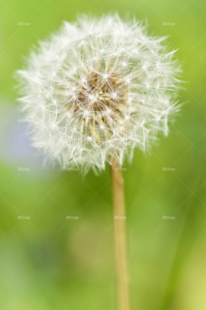 Portrait of the dandelion in summer. Closeup.