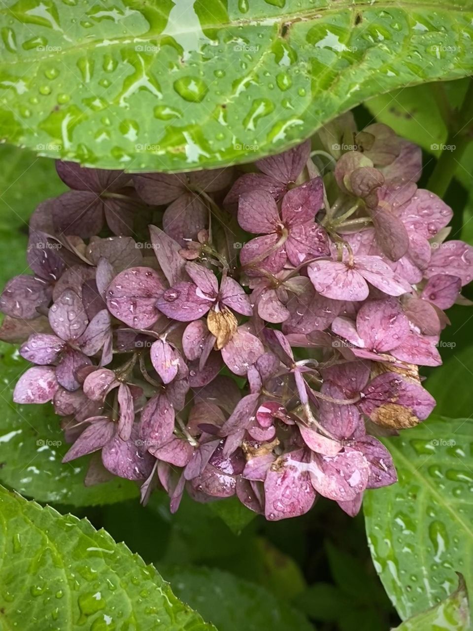 hydrangea in the rain