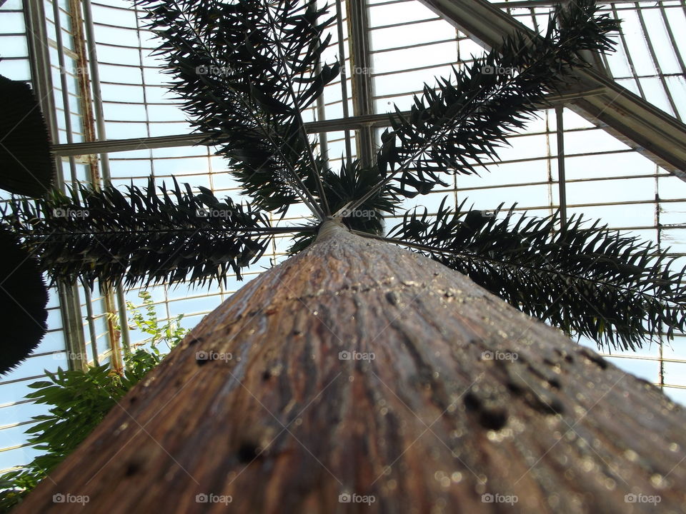 Looking Up Towards The Roof