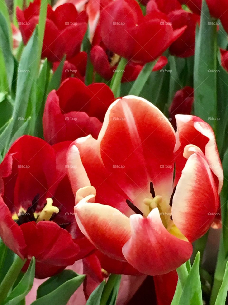 Tulip perspective 