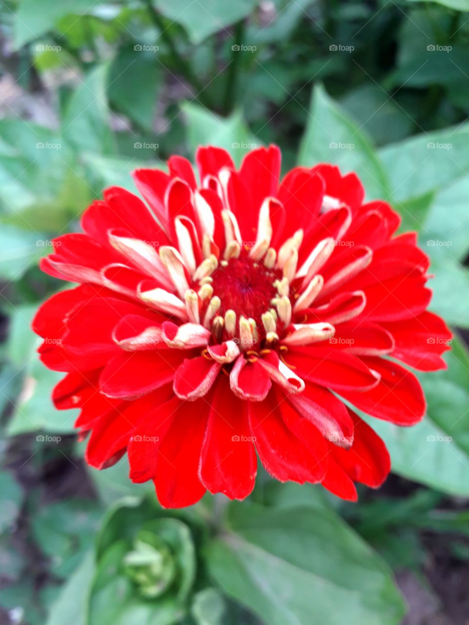 red flower