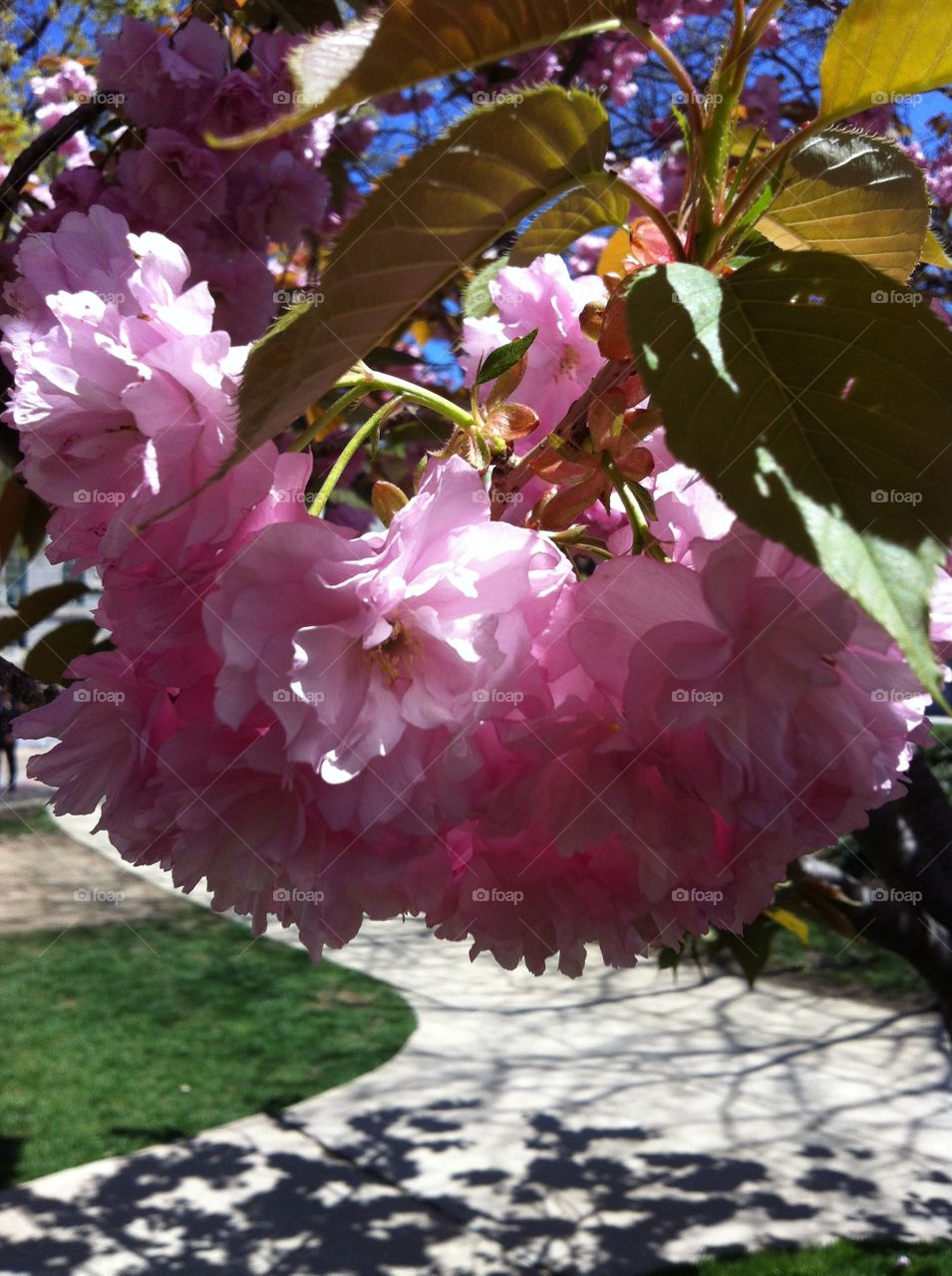 Cherry Blossoms. Cherry Blossoms at the US Naval Academy