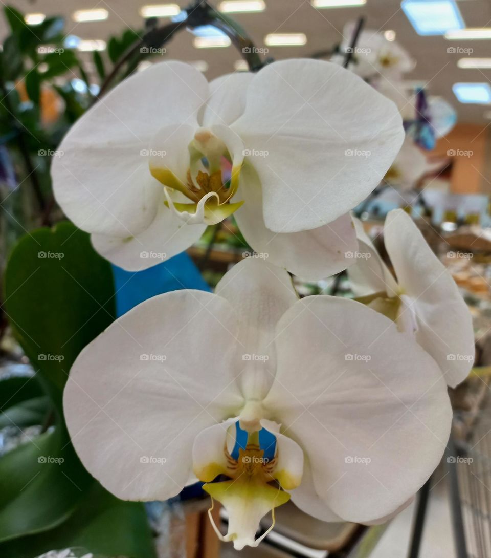 Orquídea branca. A orquídea branca, representa a eternidade, por isso, é uma ótima opção para presentear; já que transmite a ideia de um amor ou amizade duradouros.