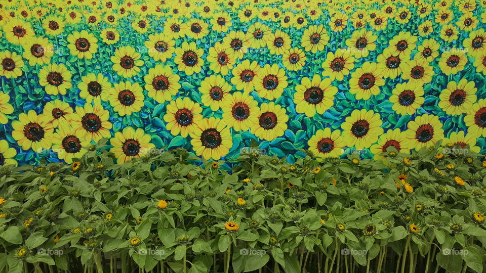 sunflower sea