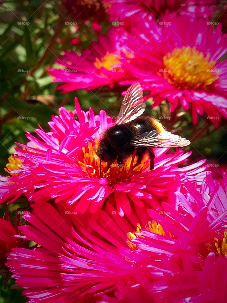 Sun shining down on a honey bee in England 