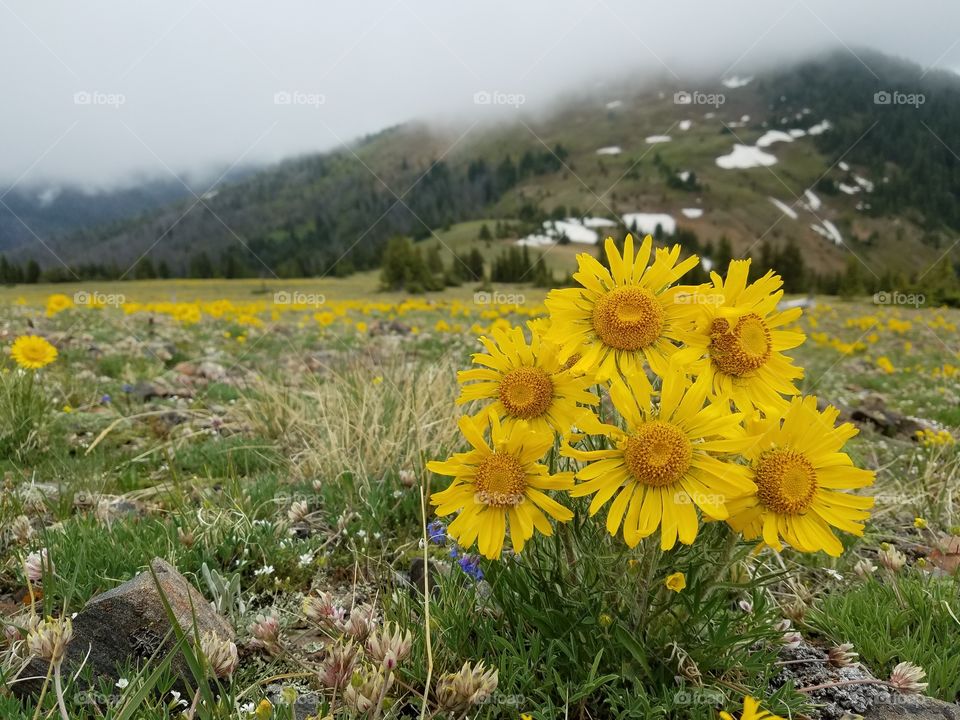 Yellow flowers grow in an alpine environment on an overcast day.
