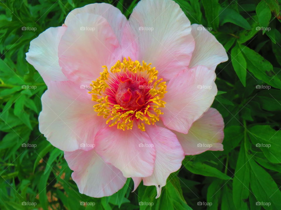 Blossom in Pink. Pink poppy