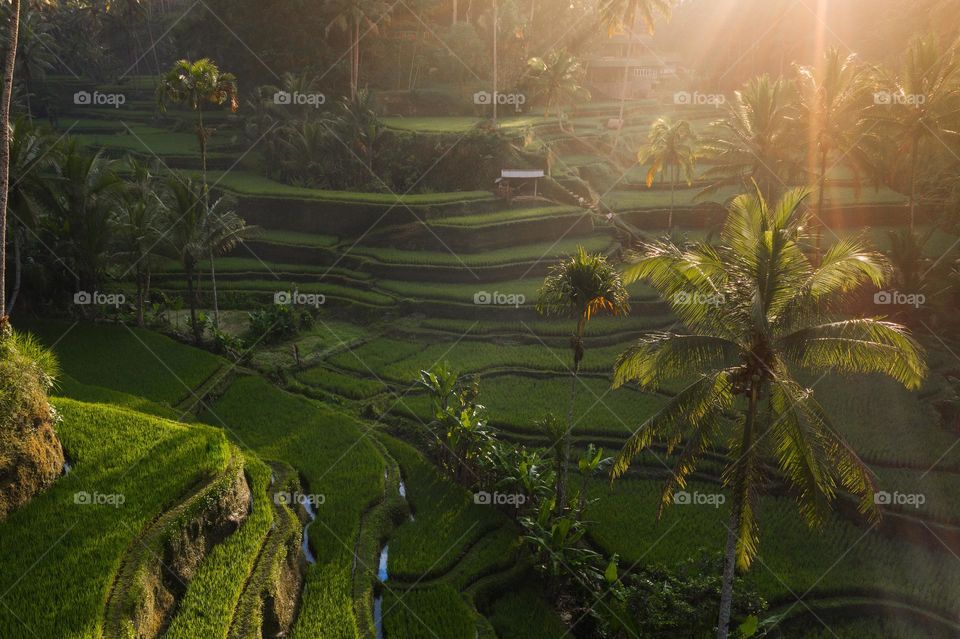 the lush rice terracise