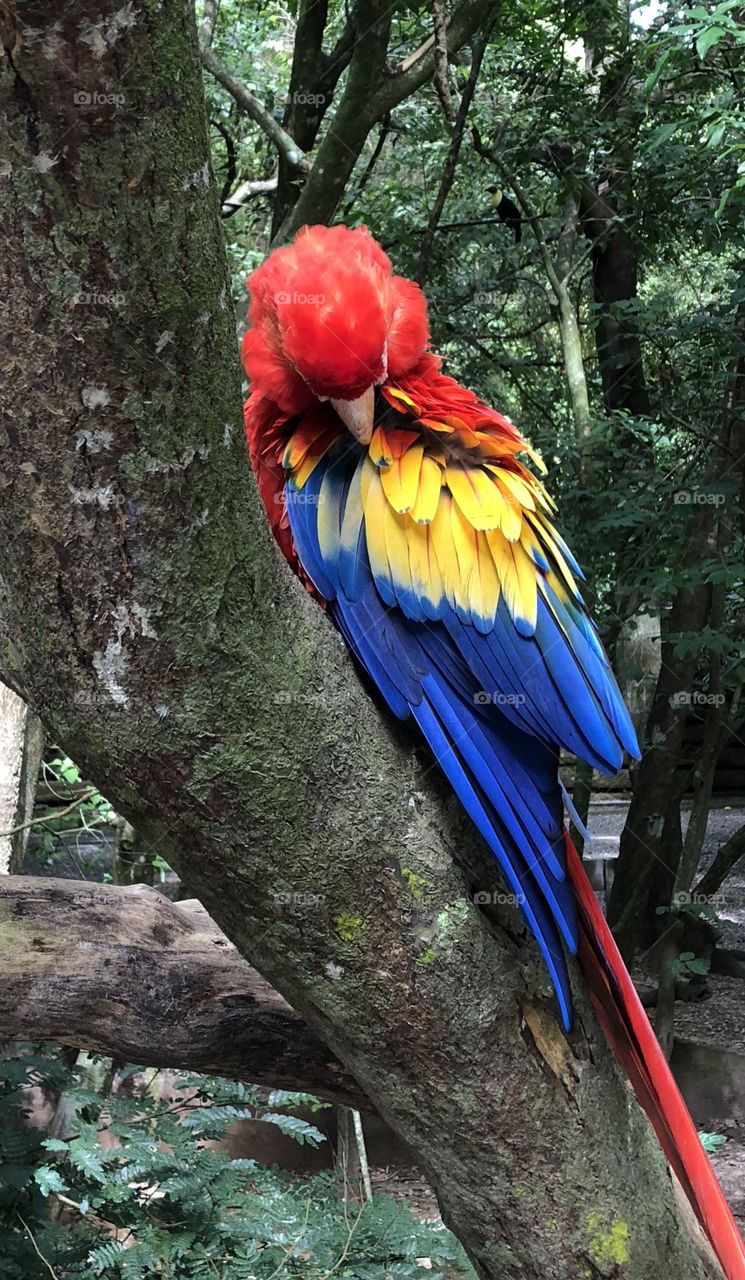 Bold, striking macaw bird