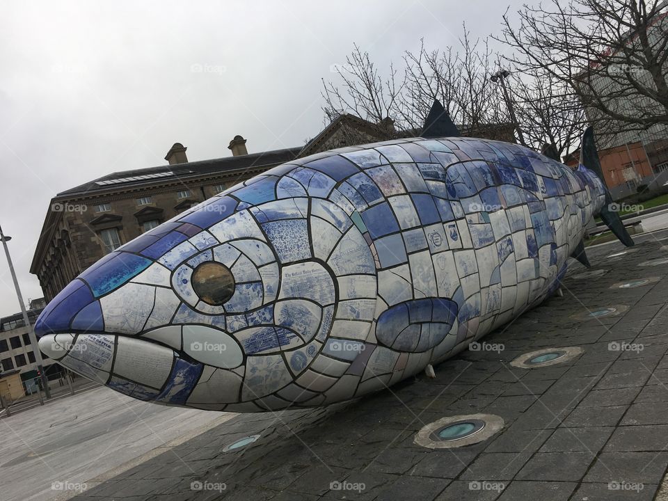 Belfast big fish