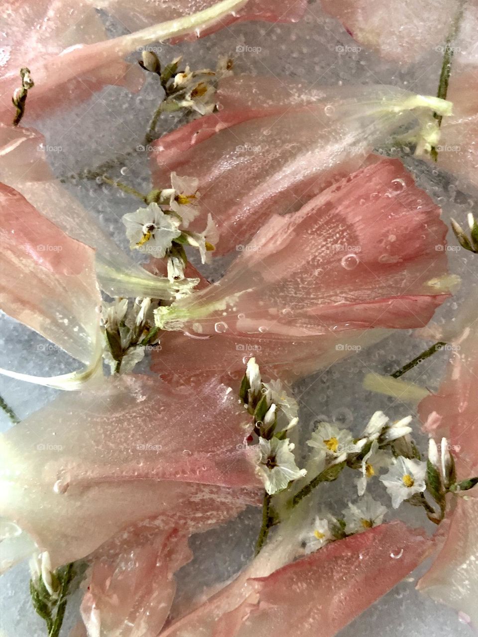Small white flowers and pink petals in ice
