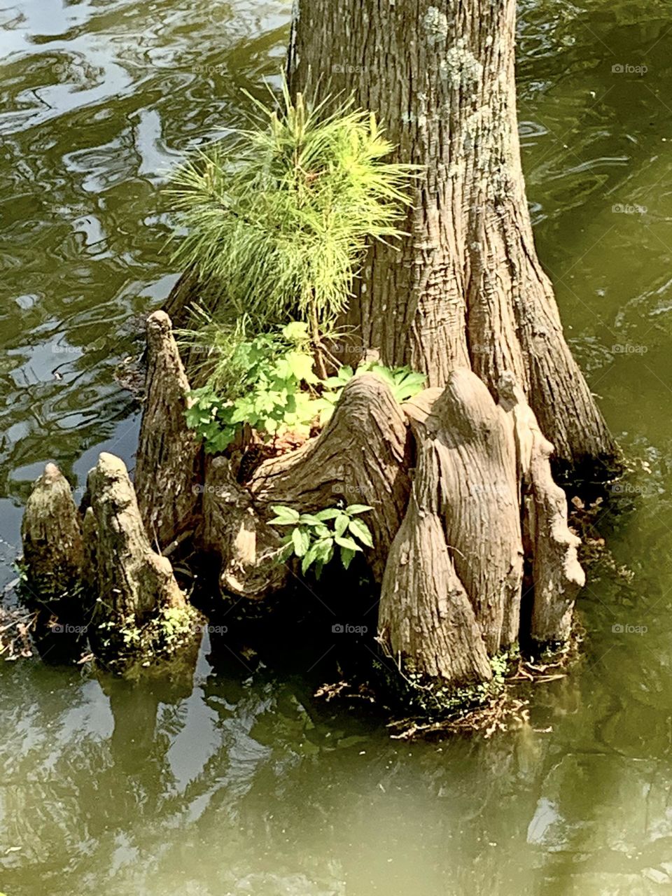 Cypress knees