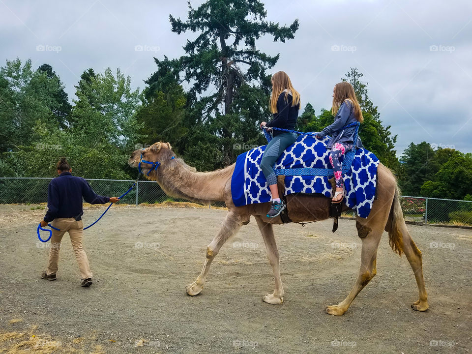 Point Defiance Zoo camel riding for the first time