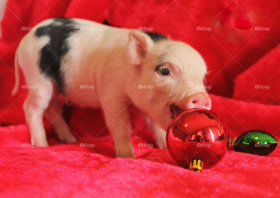 Pig tasting a round christmas tree ornament with red background. Christmas baby