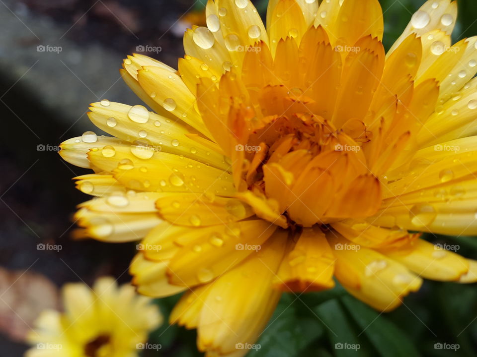 fine droplets left behind after the rains brighten up this yellow autumn's blossom