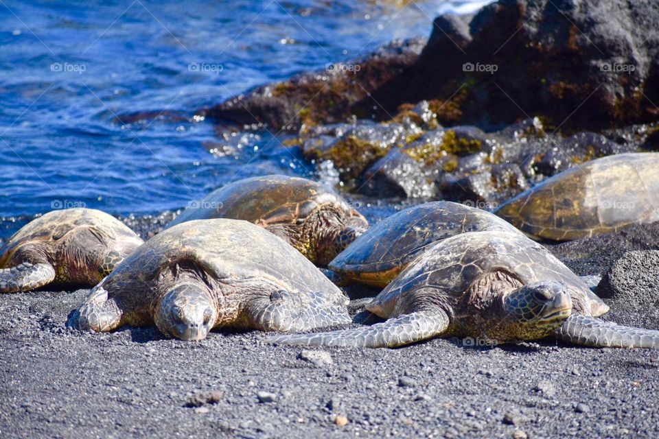 Sea turtles at punaluu beach