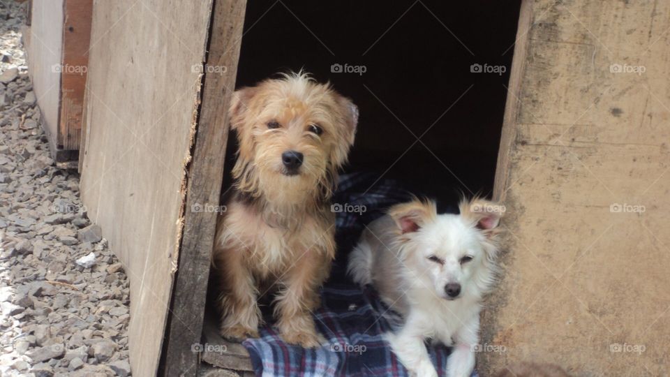 Dogs waiting for adoption 