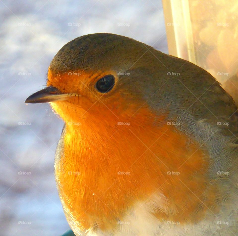 Robin portrait