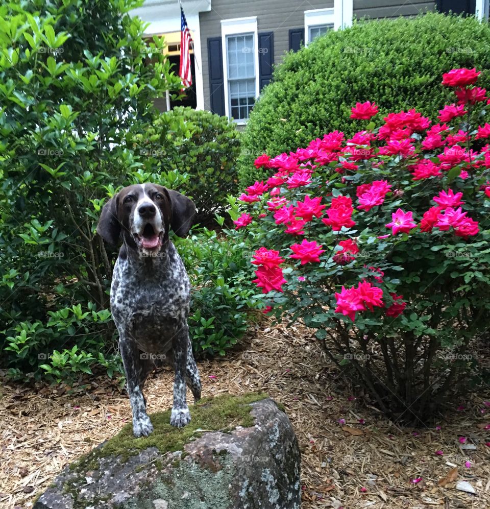 German Shorthaired Pointer