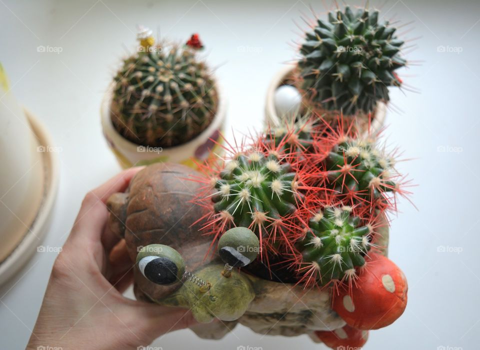 cactus house plants beautiful decorative