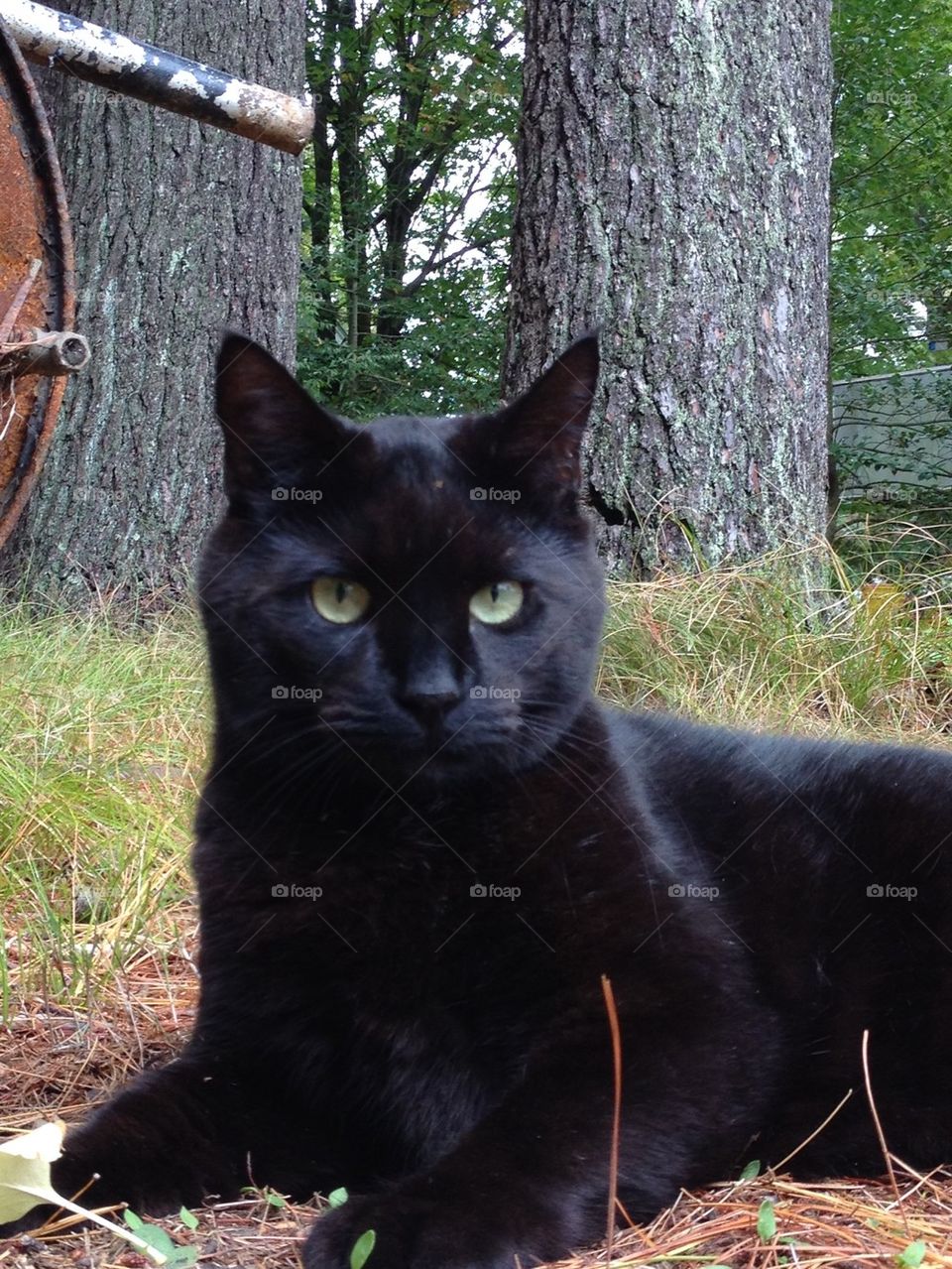 BLACK CAT IN WOODS GRASS