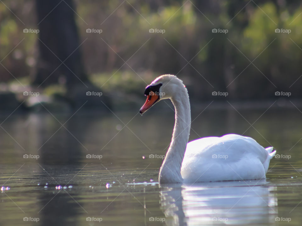 Swan in a pond