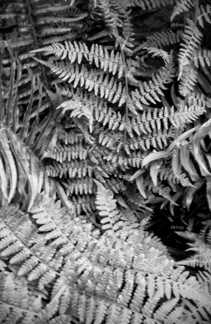 I've always loved ferns. Something about them always feels ancient and graceful.