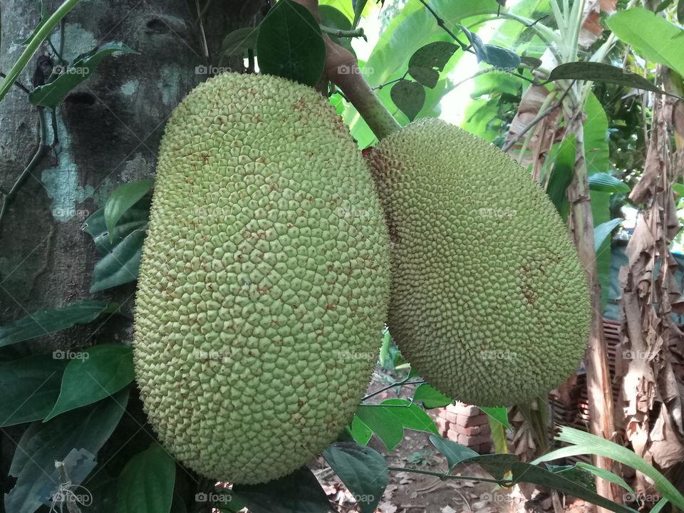 jackfruits