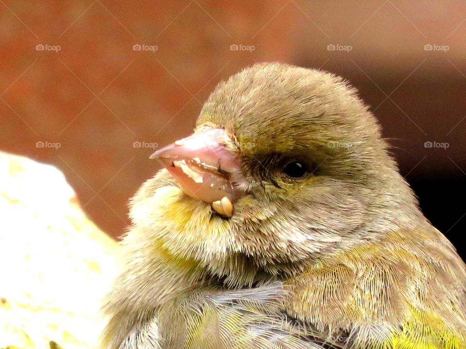 fat sparrow 