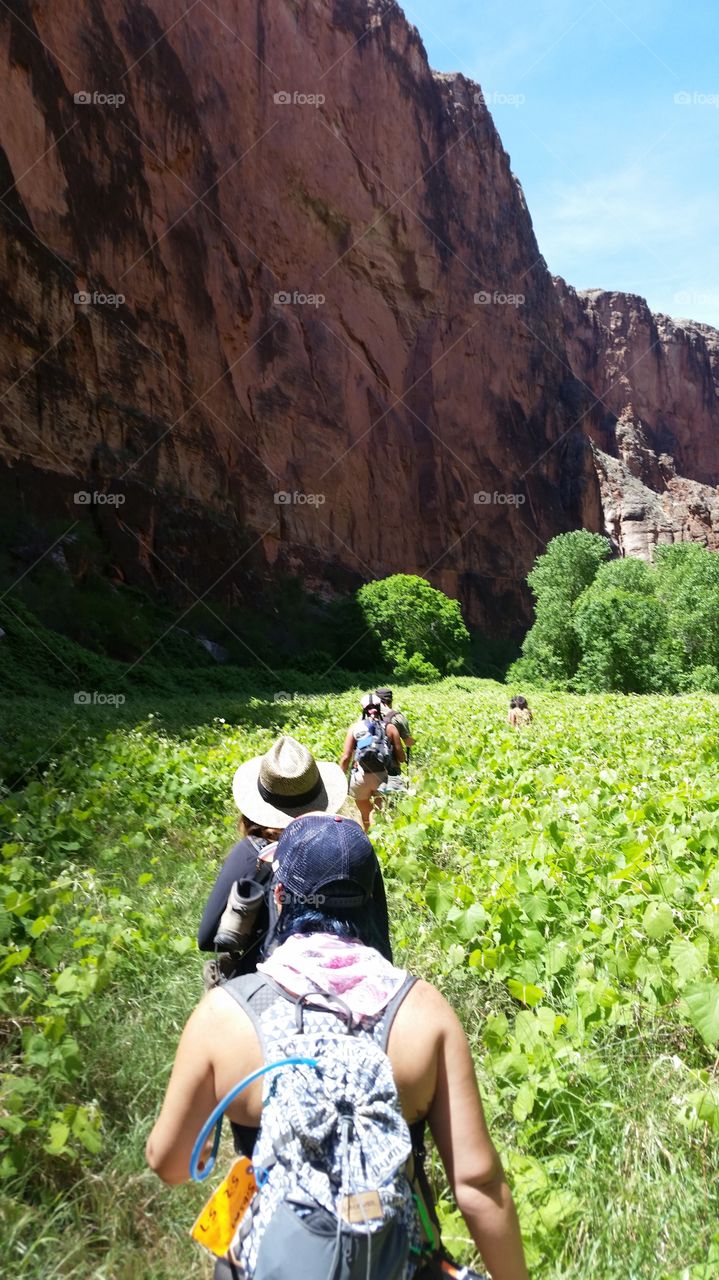 Hiking through a field of grape vines in the bottom of the Grand Canyon