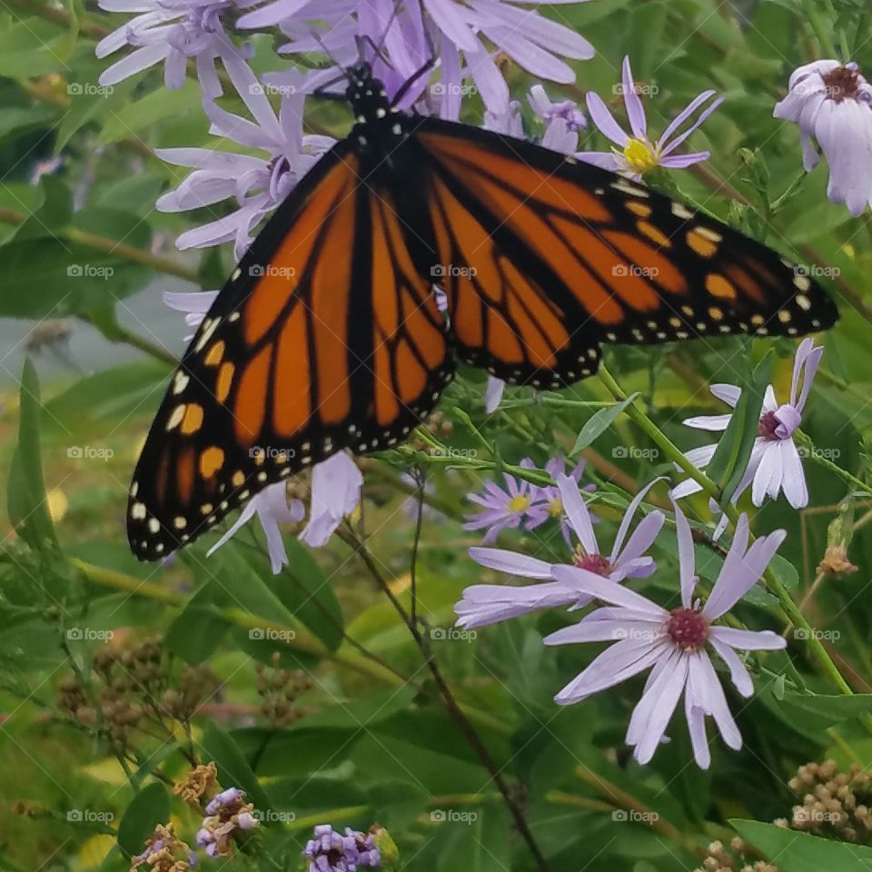 Monarch butterfly wild aster lavender flowers pollinating