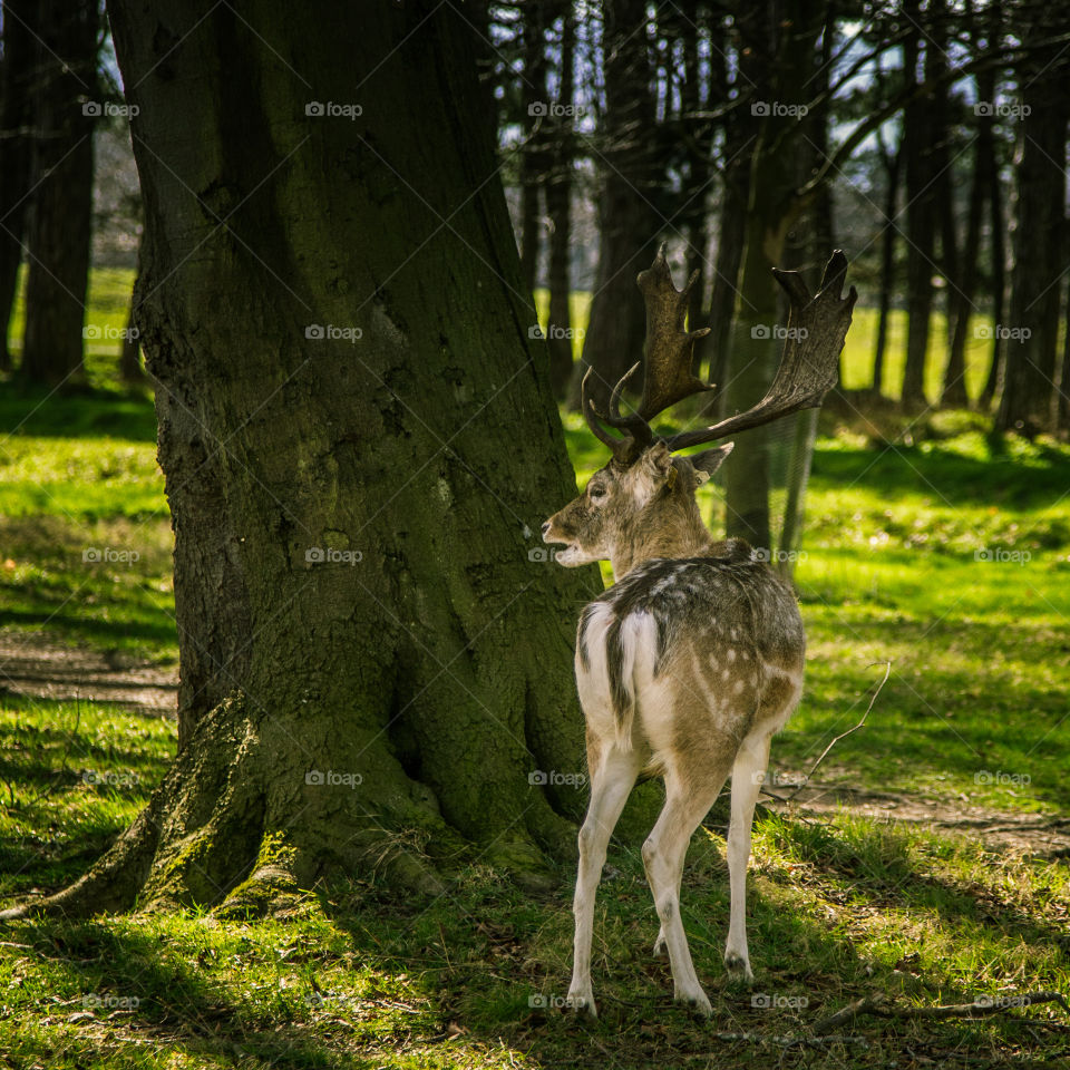 Deer, Wood, Mammal, Nature, Grass