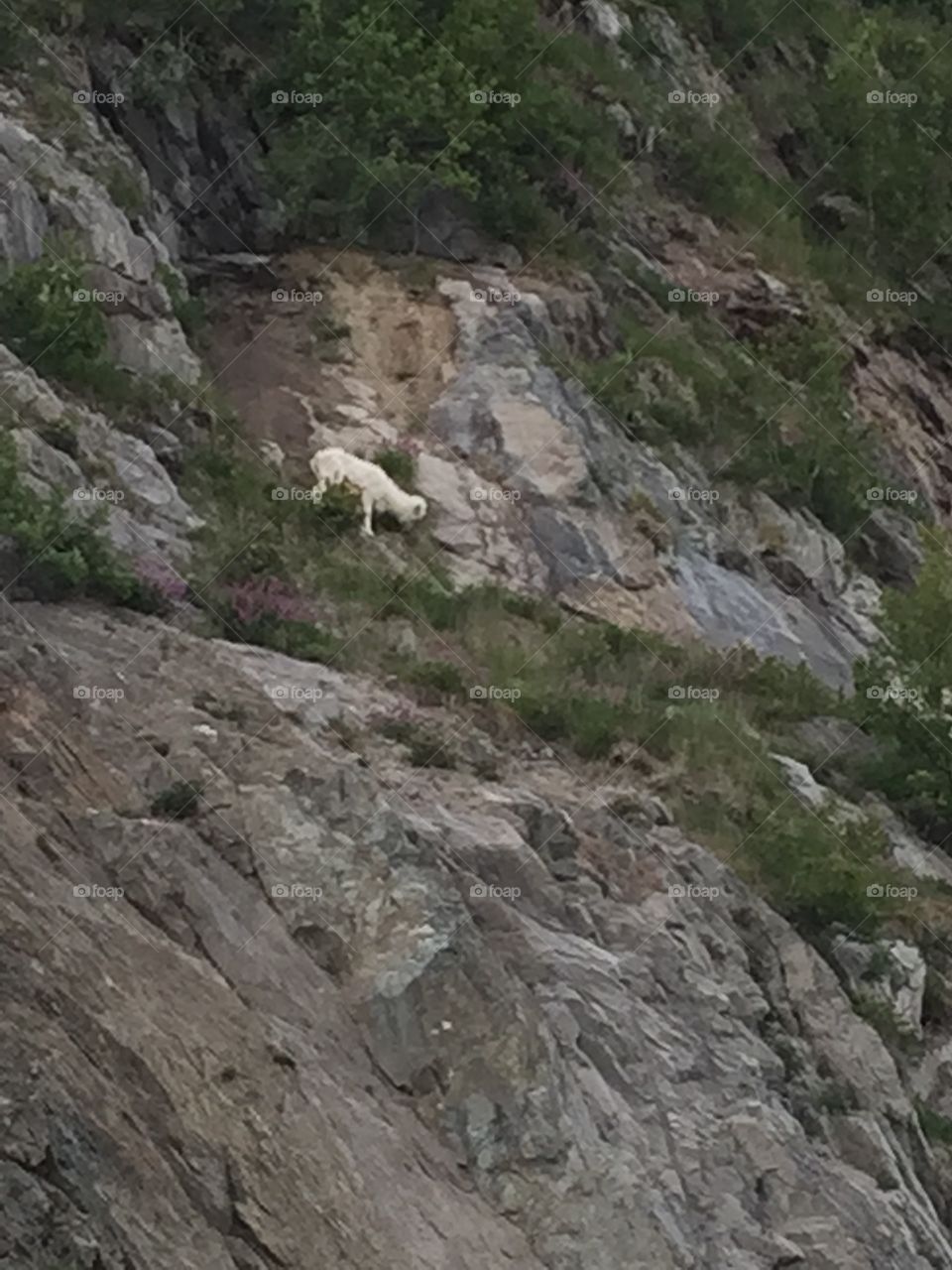 Sheep. This guy is eating on the Turnagain Arm outside Anchorage Alaska