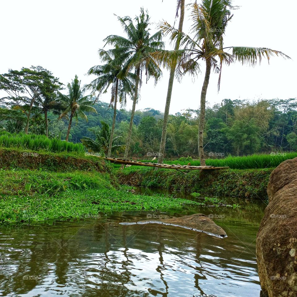 Small river in the rice fields
