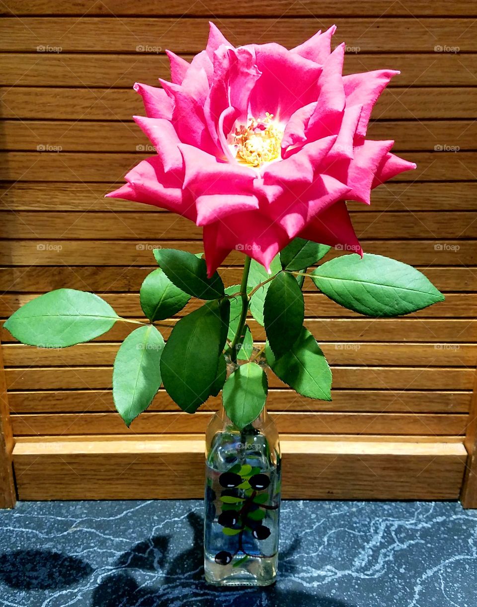 Full Bloom red rose in vase.