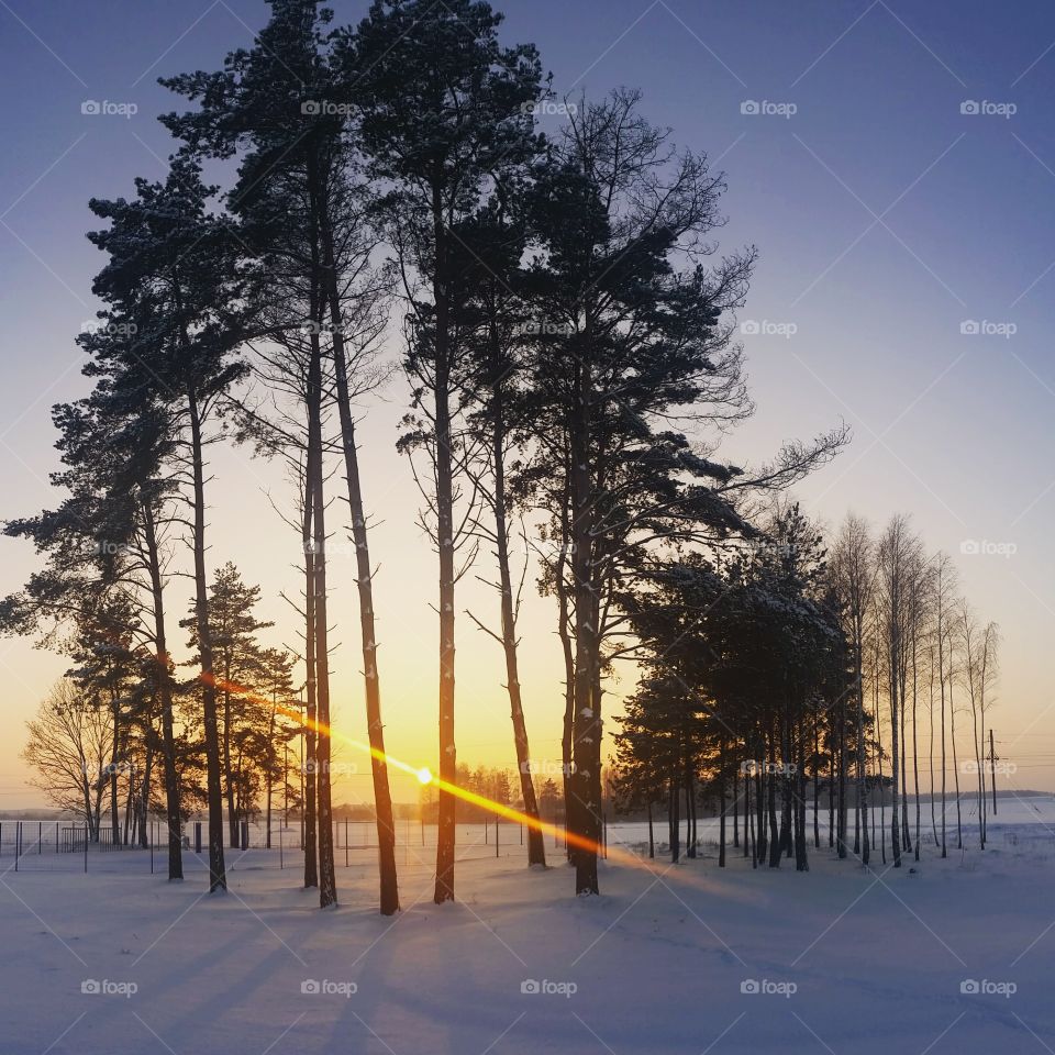 Magical winter sunset in the forest