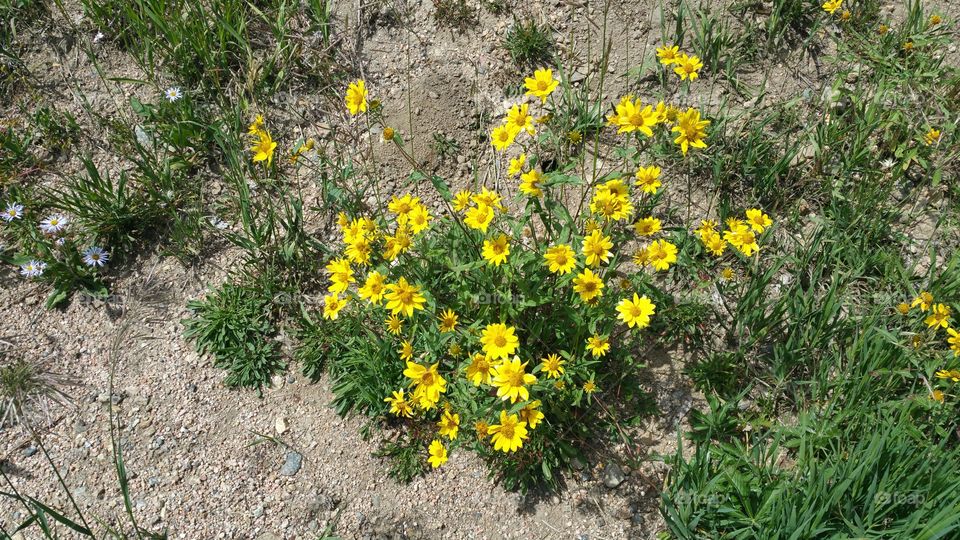 Happy Flowers!