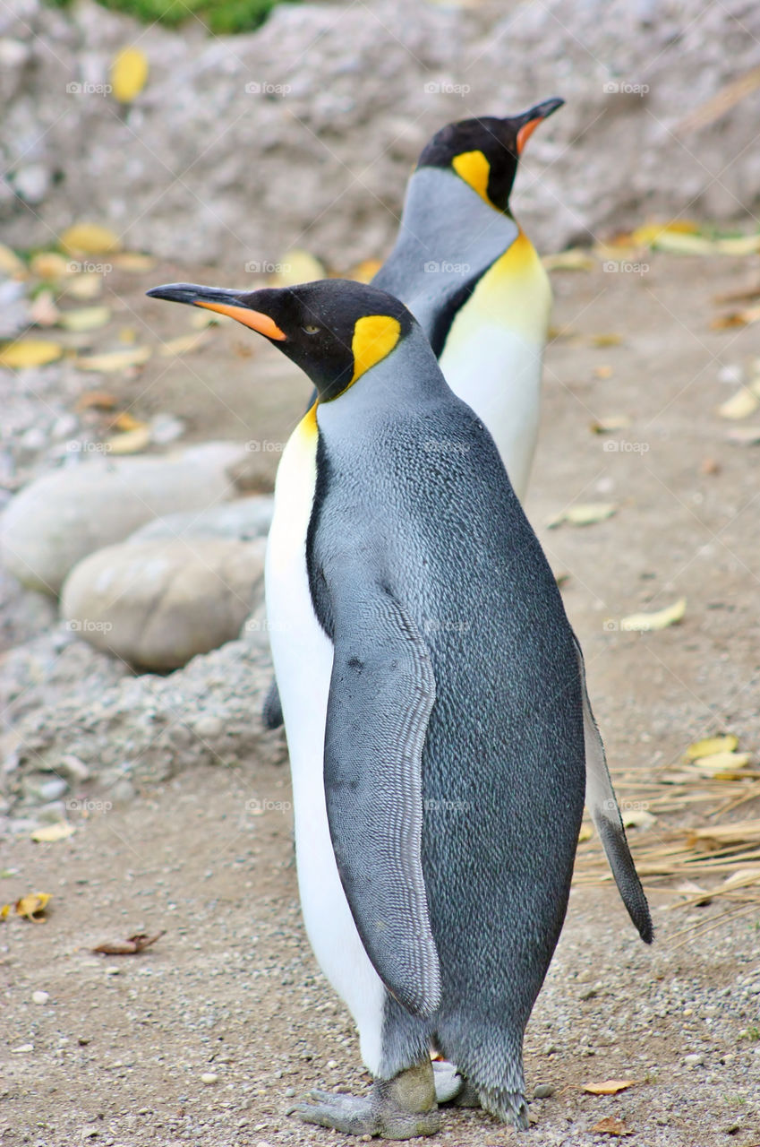 View of penguins