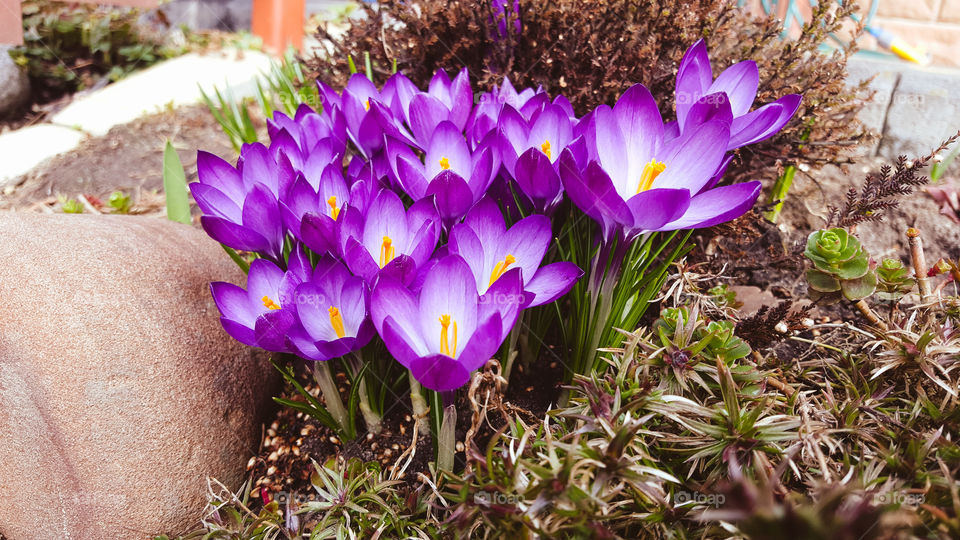 Crocuses