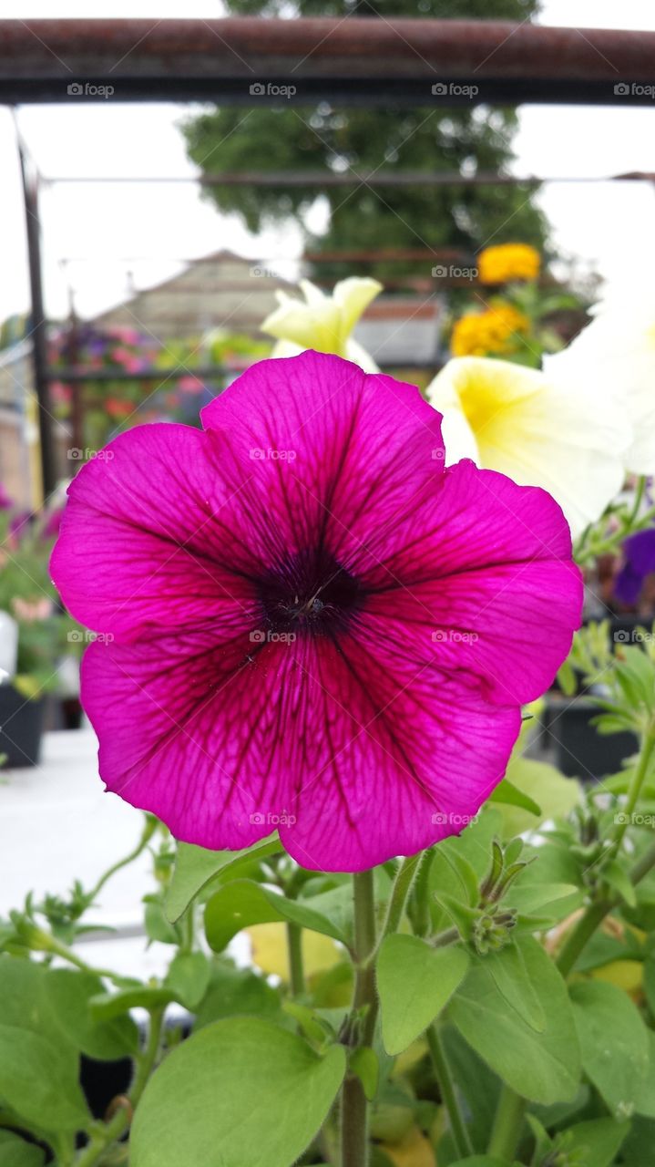 Petunia Flower