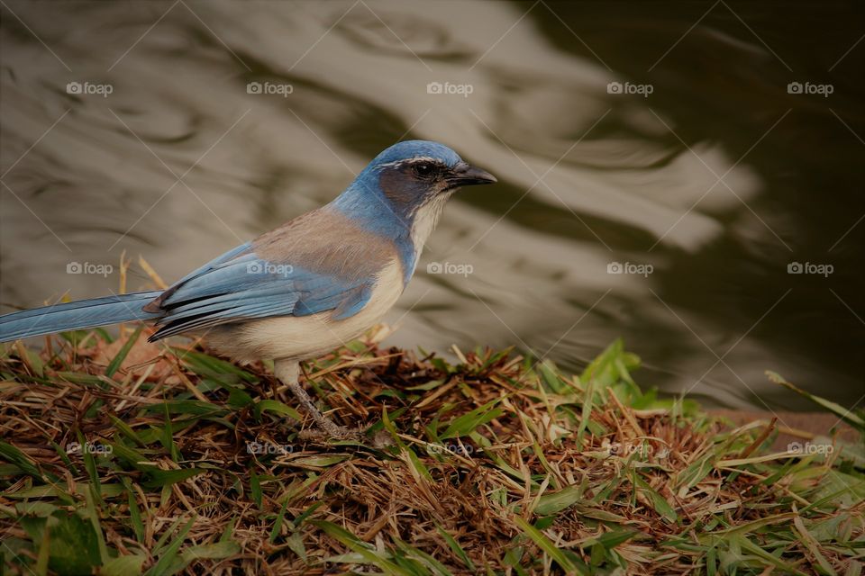 a blue jay bird at Waters edge