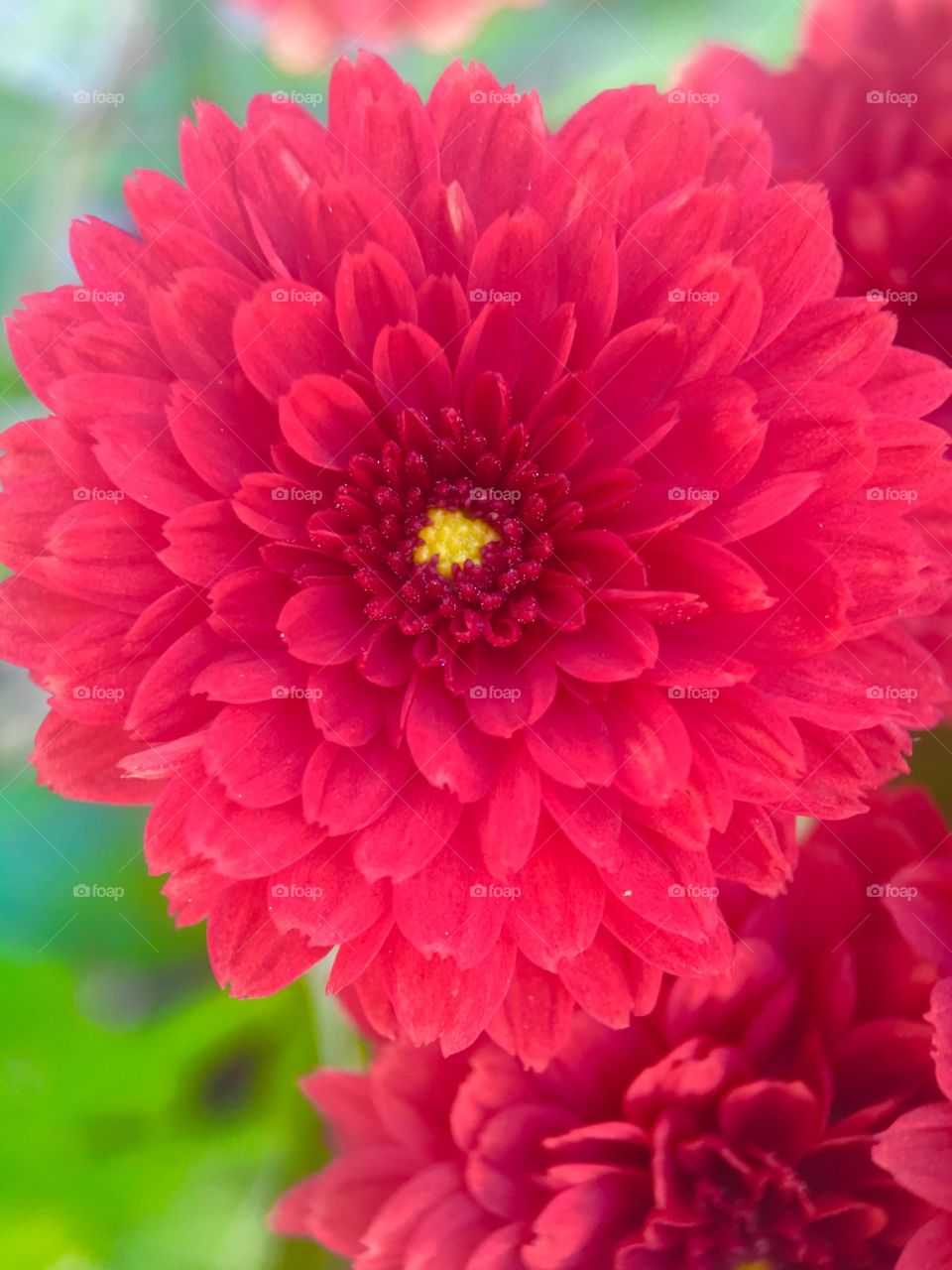 Beautiful flower