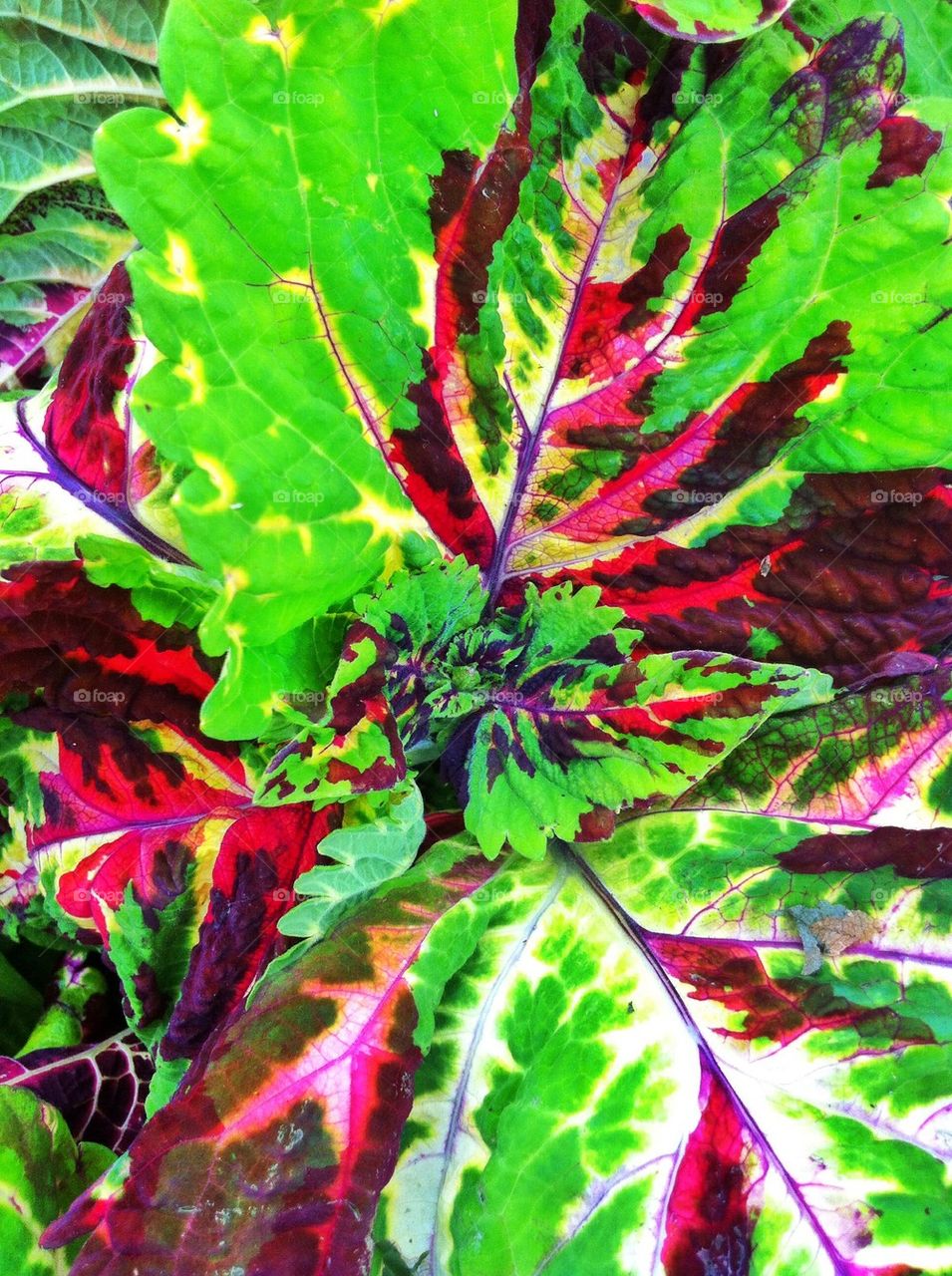 Colourful coleus leaves