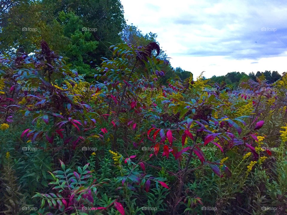 Wild Flowers and Weeds 