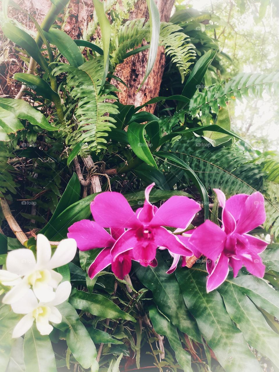 Picture of an orchid tree that looks beautiful.